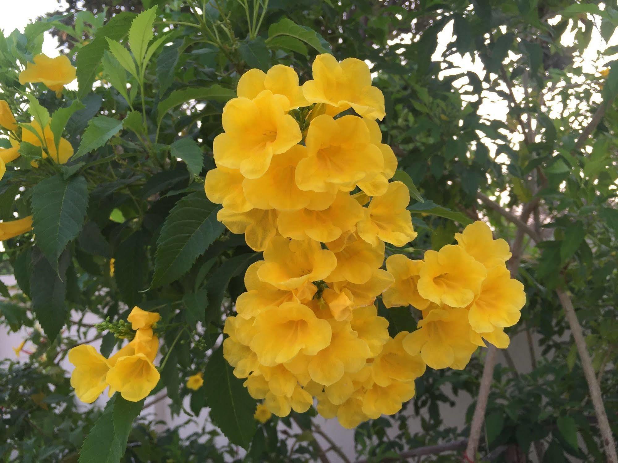 Oyo 306 Paradise Park Laemchabang 시 라차 외부 사진